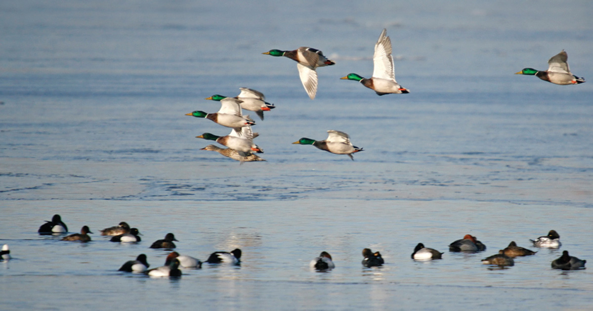 Understanding Waterfowl Ducks and Disease Ducks Unlimited
